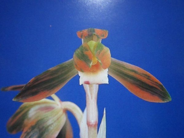 画像1: NS-80　日本春蘭　赤縞花　「聖晃錦」　上木　8本立　花2付き (1)