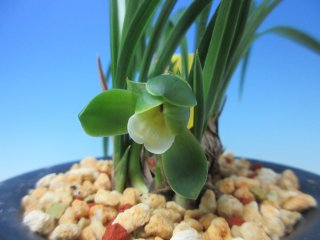 日本春蘭