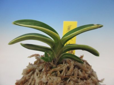画像1: F-2　富貴蘭　豆葉縞　「華泉縞」　上木　1本立　　