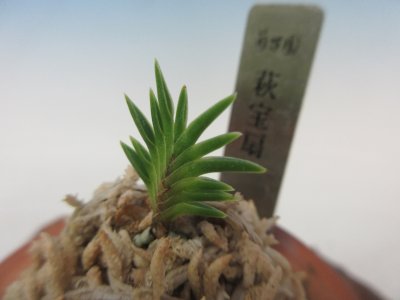 画像2: F-4　富貴蘭　針葉　「萩宝扇」　中木　1本立　　