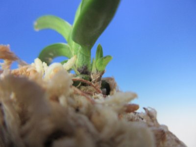 画像3: F-2　富貴蘭　豆葉縞　「華泉縞」　上木　1本立　　