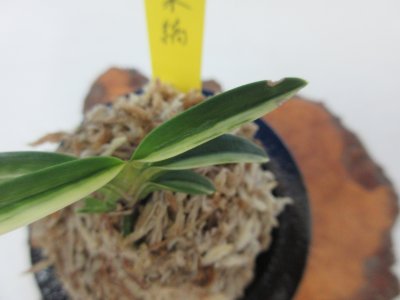 画像2: F-2　富貴蘭　豆葉縞　「華泉縞」　上木　1本立　　