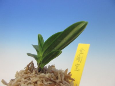 画像3: F-1　富貴蘭　豆葉縞　「金剛宝」　中上木　1本立　　