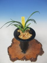 韓国春蘭★紫覆★ボヤ★紫花★6本 韓国春蘭☆紫覆☆ボヤ☆紫花☆6本 2025年最新】春蘭