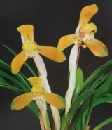 韓国春蘭★紫覆★ボヤ★紫花★6本 Yahoo!オークション - 日本春蘭 韓国春蘭 中国春蘭 濃紅花「日出