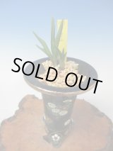 日本春蘭★綾華★円弁赤花★交配種★5本 日本春蘭☆綾華☆円弁赤花☆交配種☆5本 - メルカリ