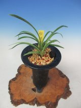 全商品 - 蘭万園オンラインショップ 春蘭、万年青通信販売