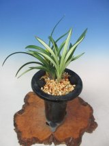 全商品 - 蘭万園オンラインショップ 春蘭、万年青通信販売