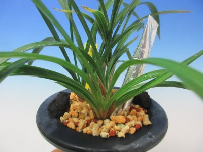 画像2: NS-24　日本春蘭　朱金素心花　「燦宝」　上木　7本立ち　花付き