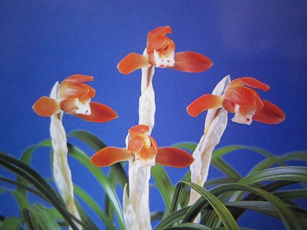 画像1: NS-25　日本春蘭　赤花　「天心」　上木　5本立ち　花付き (1)