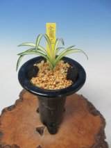 東洋蘭専門店 蘭万園 オンラインショップ