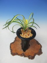 春蘭　韓国春蘭　天下 Yahoo!オークション - Y-152 韓国春蘭 「天下」 松永蘭園