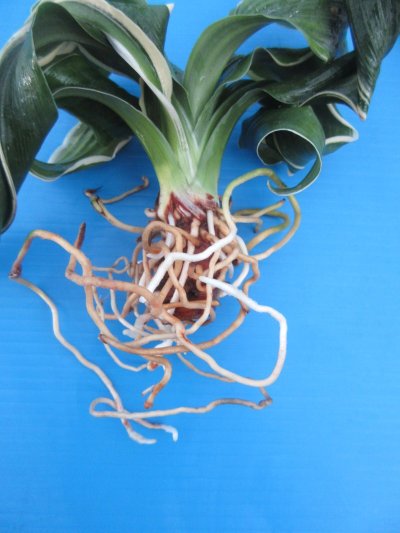 画像3: O-24　万年青　獅子　「舞子獅子」　上木　1本立ち