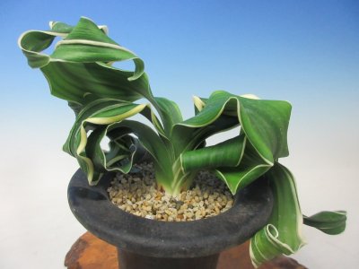 画像1: O-24　万年青　獅子　「舞子獅子」　上木　1本立ち