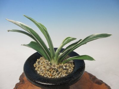 画像1: O-21　万年青　羅紗　「大八州」　中上木　1本立ち