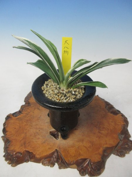 画像1: O-21　万年青　羅紗　「大八州」　中上木　1本立ち (1)