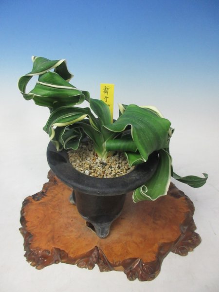 画像1: O-24　万年青　獅子　「舞子獅子」　上木　1本立ち (1)