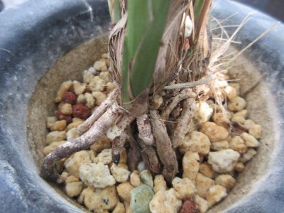 画像3: K-3　土佐寒蘭　黄白花　「白鳥」　上木　5本立　花付き