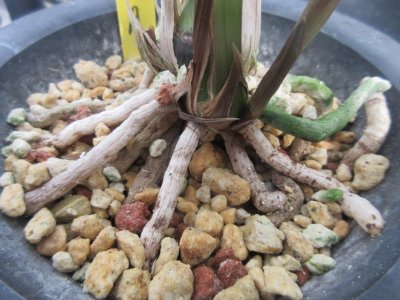 画像3: K-2　土佐寒蘭　黄白花　「望月」　中上木　3本立　花付き