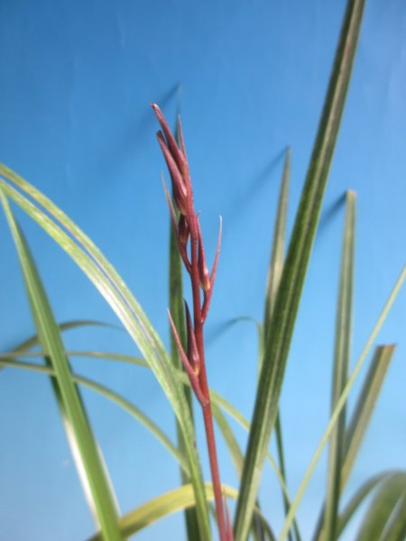 画像1: K-4　土佐寒蘭　赤花　「夕映」　上木　7本立　花2付き (1)