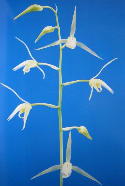 画像1: K-1　土佐寒蘭　白花素心　「豊雪」　上木　5本立　花2付き (1)