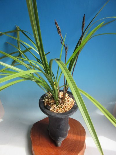 画像1: K-8　日向寒蘭　更紗ベタ舌　「丸姫」　上木　7本立　花2付き