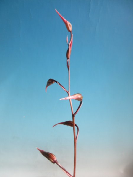 画像1: K-10　土佐寒蘭　曙葉桃花　「三世冠」　上木　9本立　花付き (1)