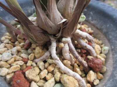 画像3: K-7　土佐寒蘭　紺覆輪赤花　「銀河」　上木　5本立　花付き