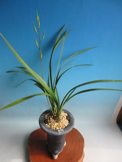 画像1: K-3　土佐寒蘭　黄白花　「白鳥」　上木　5本立　花付き