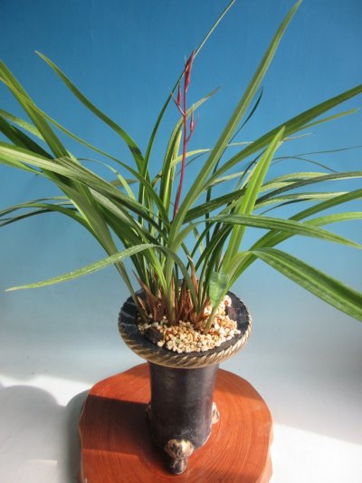 画像1: K-5　土佐寒蘭　桃花　「日光」　中上木　11本立　花付き