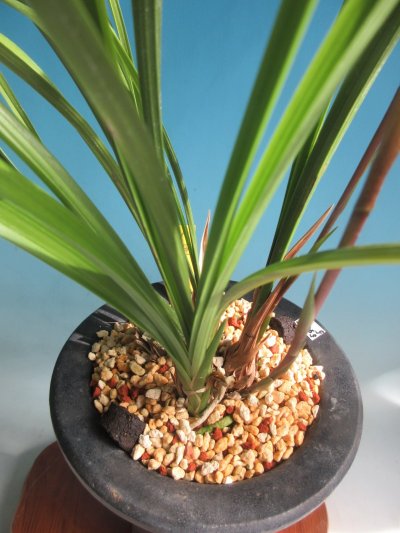 画像2: K-8　日向寒蘭　更紗ベタ舌　「丸姫」　上木　7本立　花2付き