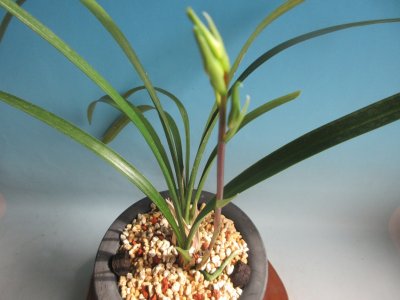 画像2: K-2　土佐寒蘭　黄白花　「望月」　中上木　3本立　花付き