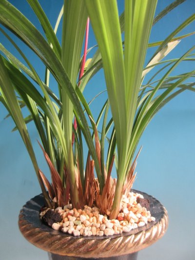 画像2: K-5　土佐寒蘭　桃花　「日光」　中上木　11本立　花付き