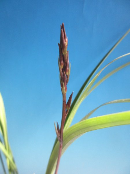 画像1: K-8　日向寒蘭　更紗ベタ舌　「丸姫」　上木　7本立　花2付き (1)