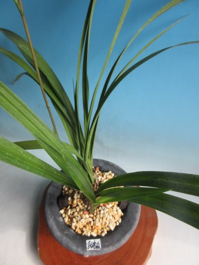 画像2: K-3　土佐寒蘭　黄白花　「白鳥」　上木　5本立　花付き