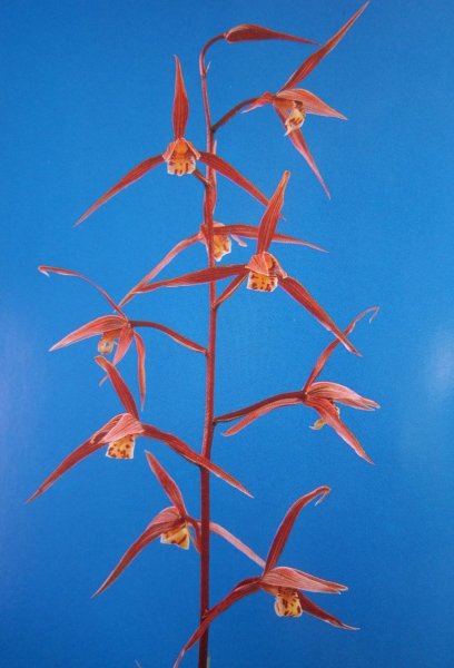 画像1: K-5　土佐寒蘭　桃花　「日光」　中上木　11本立　花付き (1)