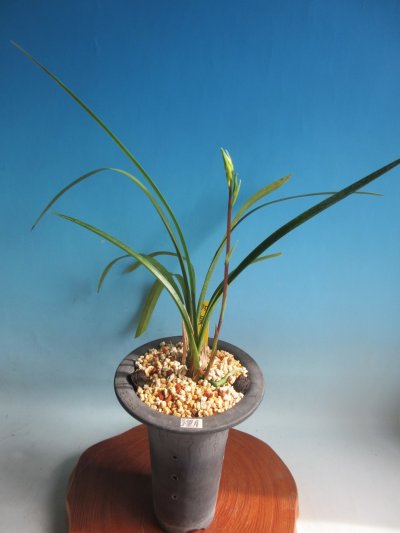 画像1: K-2　土佐寒蘭　黄白花　「望月」　中上木　3本立　花付き