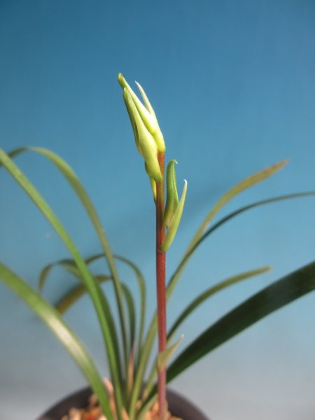 画像1: K-2　土佐寒蘭　黄白花　「望月」　中上木　3本立　花付き (1)