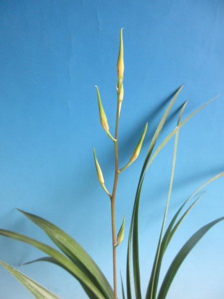 画像1: K-3　土佐寒蘭　黄白花　「白鳥」　上木　5本立　花付き (1)