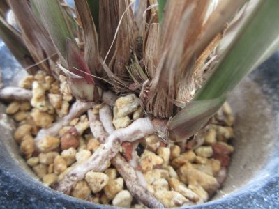 画像3: K-5　土佐寒蘭　桃花　「日光」　中上木　11本立　花付き