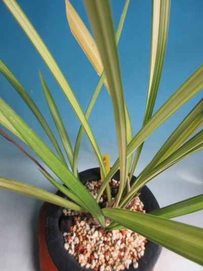 画像2: K-7　土佐寒蘭　紺覆輪赤花　「銀河」　上木　5本立　花付き