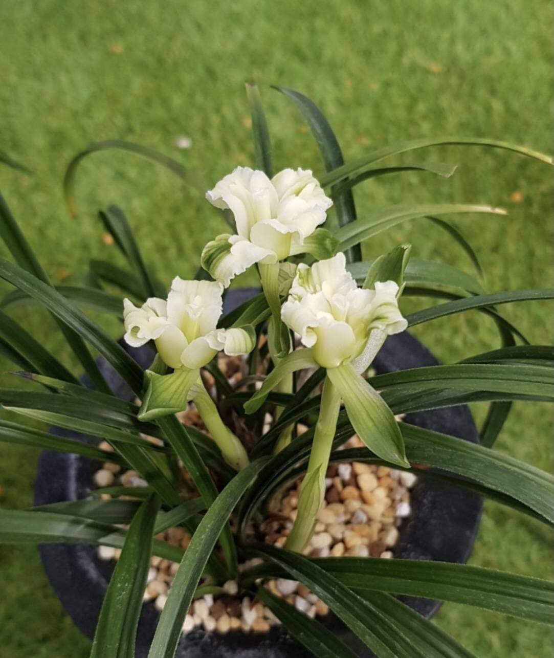 KS-7 韓国春蘭 奇花素心 「世界平和」 上木 7本立ち 花芽付き