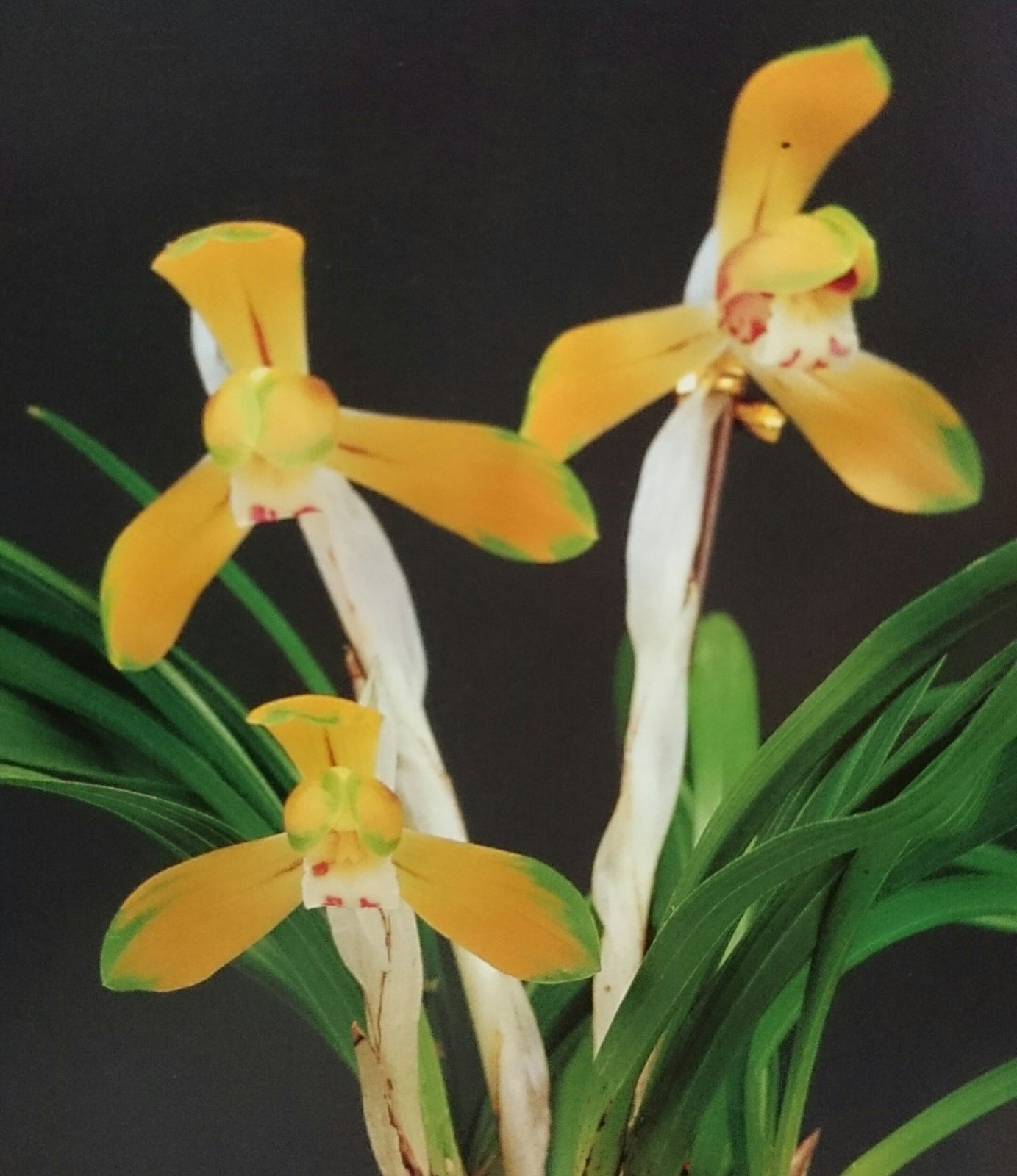 KS-10 韓国春蘭 複色花 「太極扇」 上木 5本立ち 花芽付き - 蘭万園