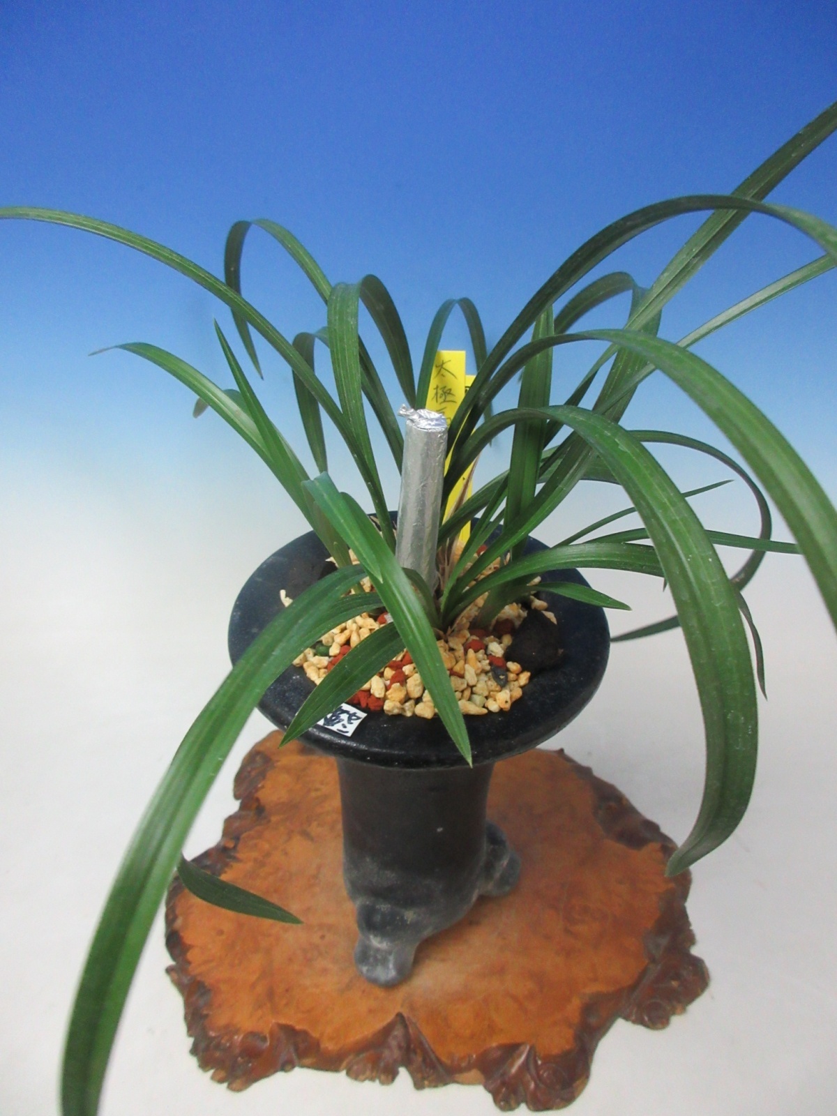 KS-10 韓国春蘭 複色花 「太極扇」 上木 5本立ち 花芽付き - 蘭万園